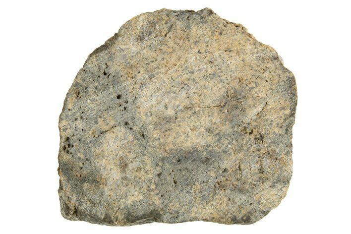 Eucrite Meteorite ( g) Section - From Vesta Minor-Planet #304290